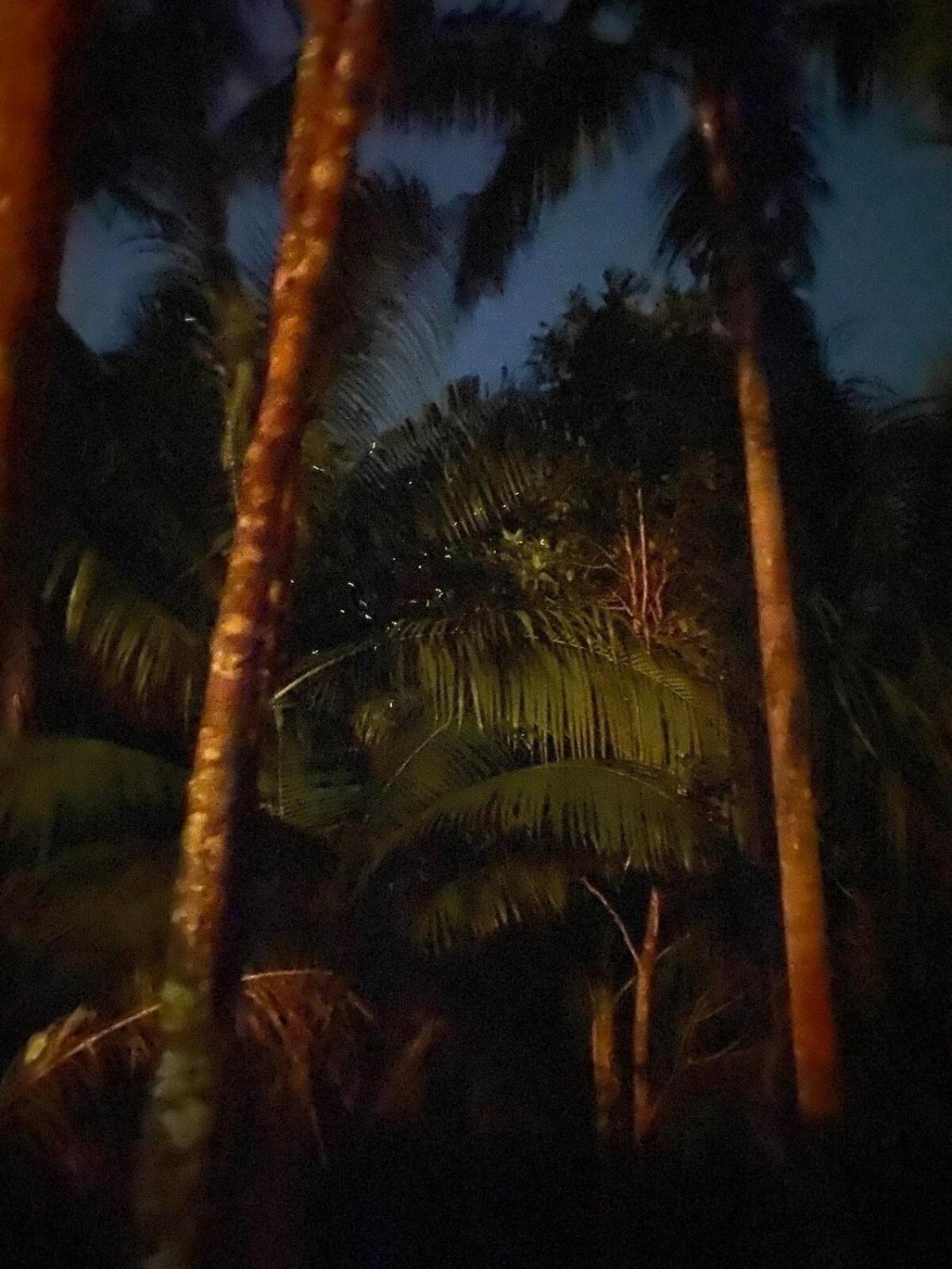 Hotel Firefly Treehouse Cafe And Bar Lazi Exterior foto