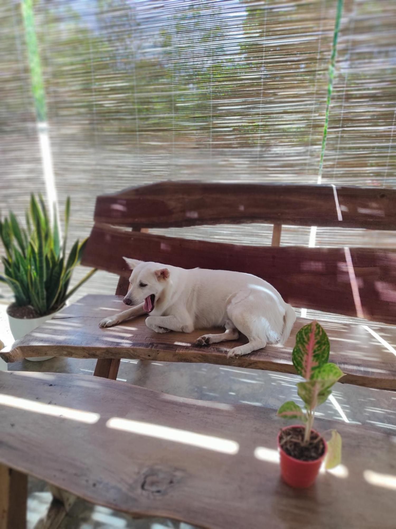 Hotel Firefly Treehouse Cafe And Bar Lazi Exterior foto